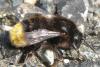 285511 – Photo : Lithos insektoide – France (49)